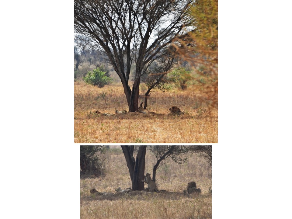 הטיול שלנו לטנזניה 2021 – חלק ראשון by מיכל בן הגיא - Illustrated by מיכל סלע ואבנר אייזיק - Ourboox.com