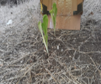 بحث في موضوع العلوم: هل وكيف يُؤثر لون الضوء على نمو نبتة الخس؟ by Maria Anomokh - Illustrated by Maria Abomokh - Ourboox.com