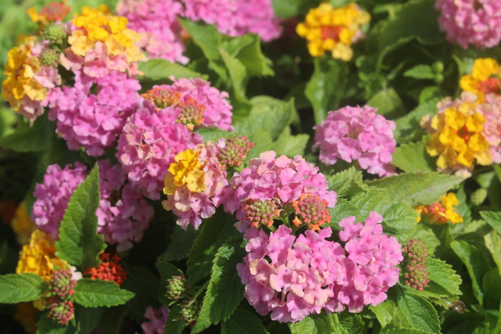 flowers bouquet by braa jamil mwasi - Illustrated by braamwasi - Ourboox.com