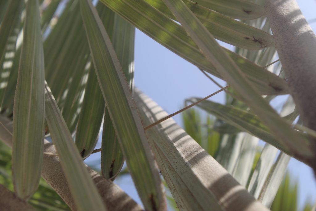 flowers bouquet by braa jamil mwasi - Illustrated by braamwasi - Ourboox.com