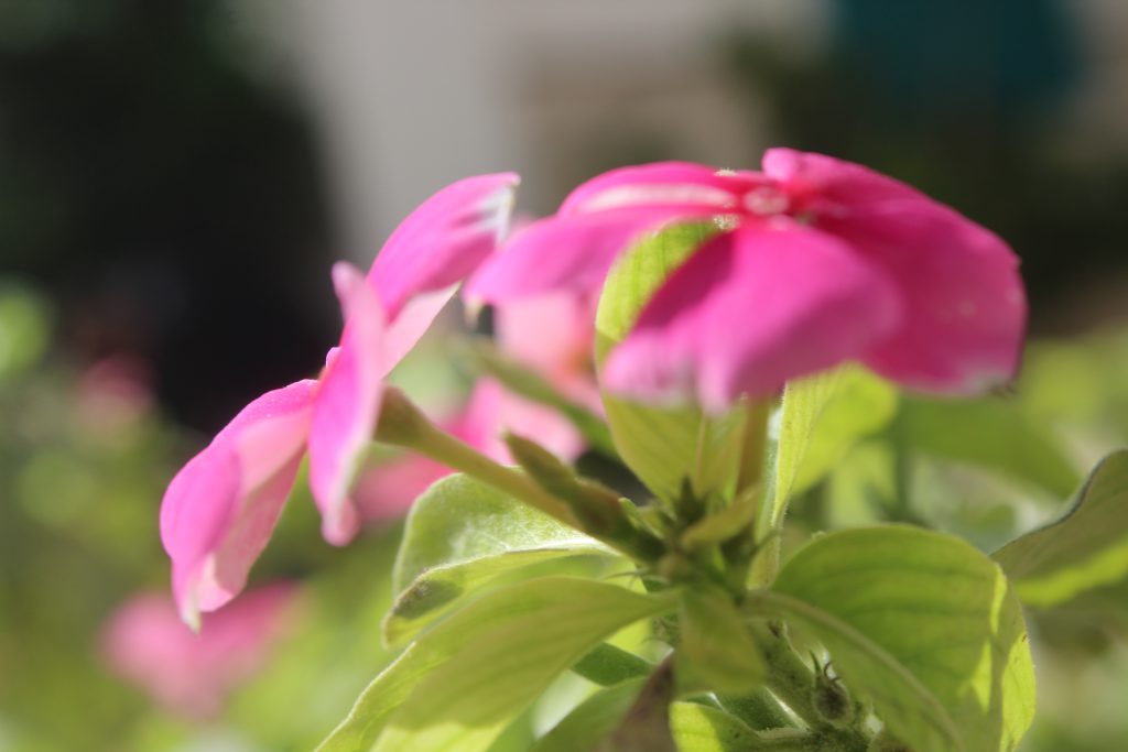 تصويرعن الطبيعة by solemanalaamasarwa - Illustrated by سليمان مصاروة - Ourboox.com