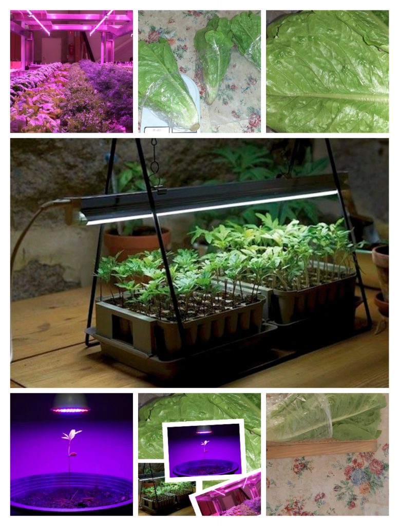 تأثير لون الضوء على نمو نبات الخس