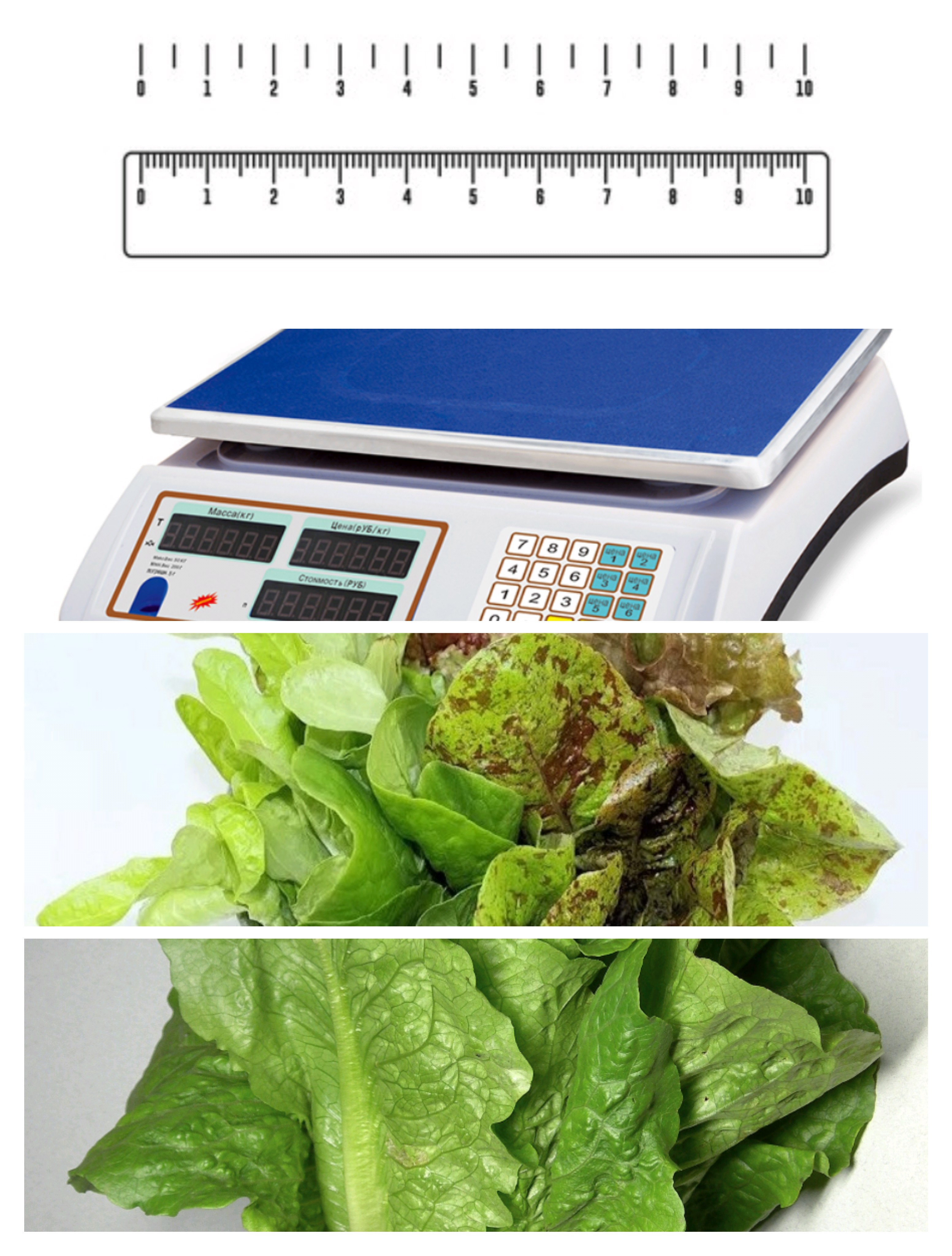 بحث في موضوع العلوم: هل وكيف يُؤثر لون الضوء على نمو نبتة الخس؟ by Maria Anomokh - Illustrated by Maria Abomokh - Ourboox.com