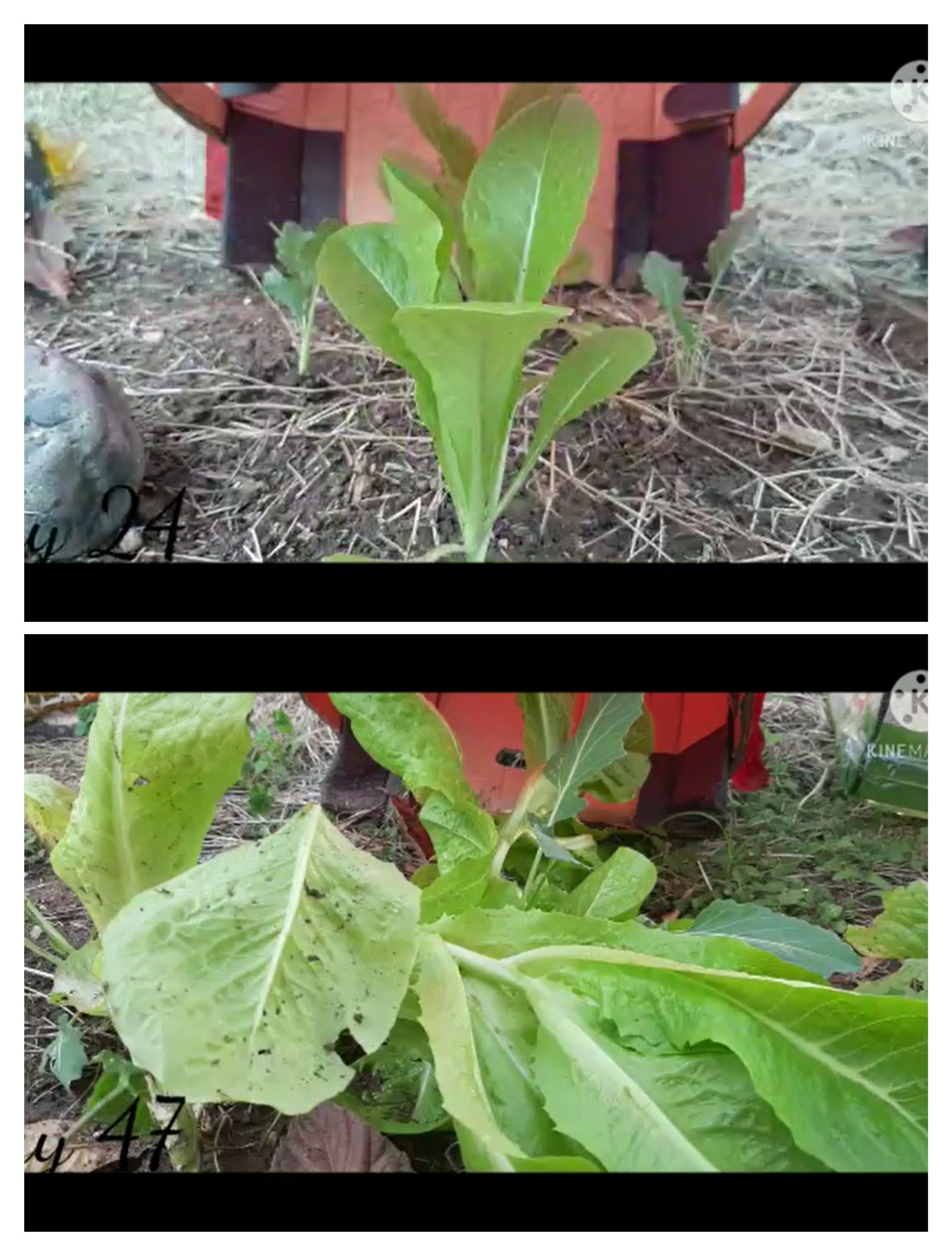 بحث في موضوع العلوم: هل وكيف يُؤثر لون الضوء على نمو نبتة الخس؟ by Maria Anomokh - Illustrated by Maria Abomokh - Ourboox.com