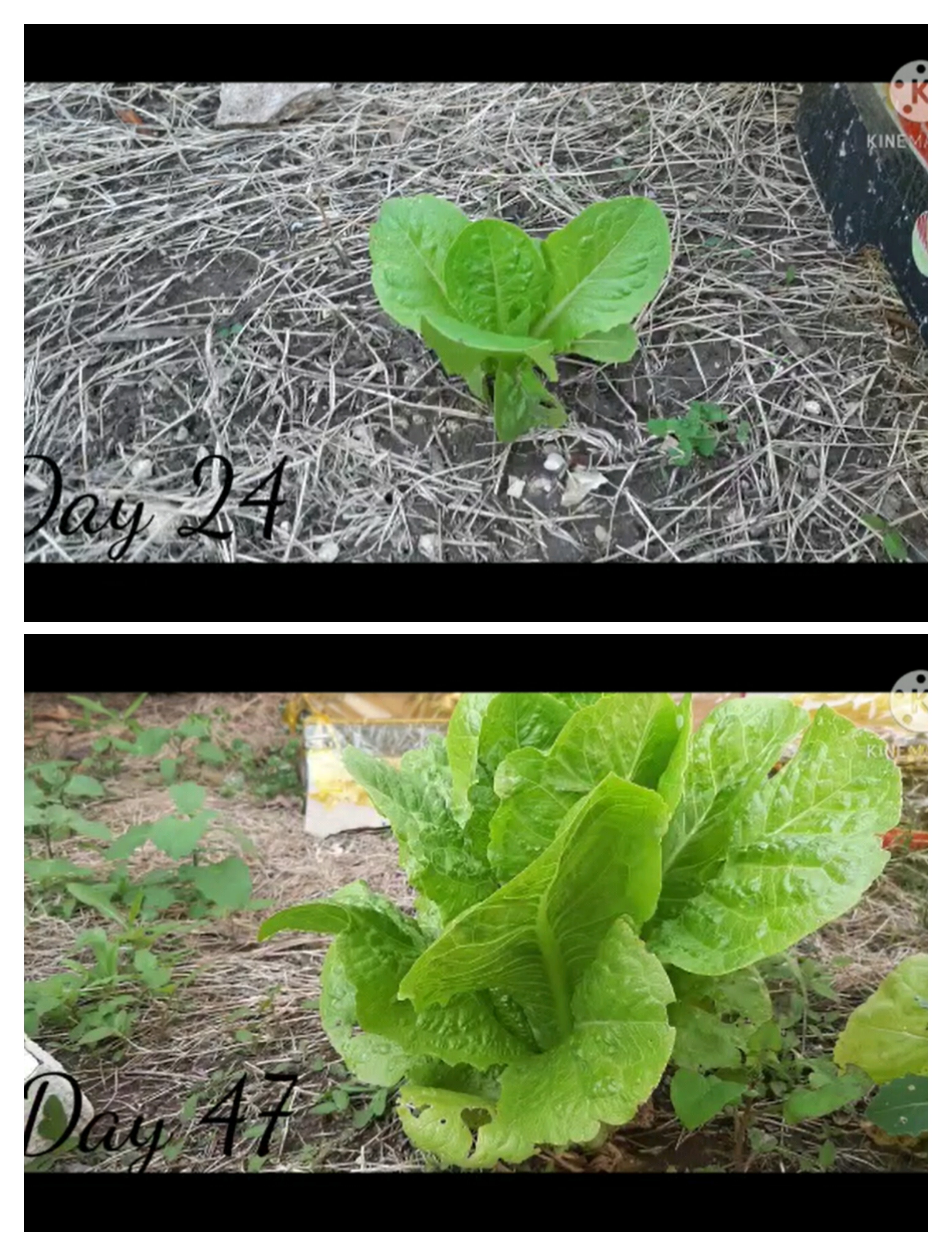 بحث في موضوع العلوم: هل وكيف يُؤثر لون الضوء على نمو نبتة الخس؟ by Maria Anomokh - Illustrated by Maria Abomokh - Ourboox.com