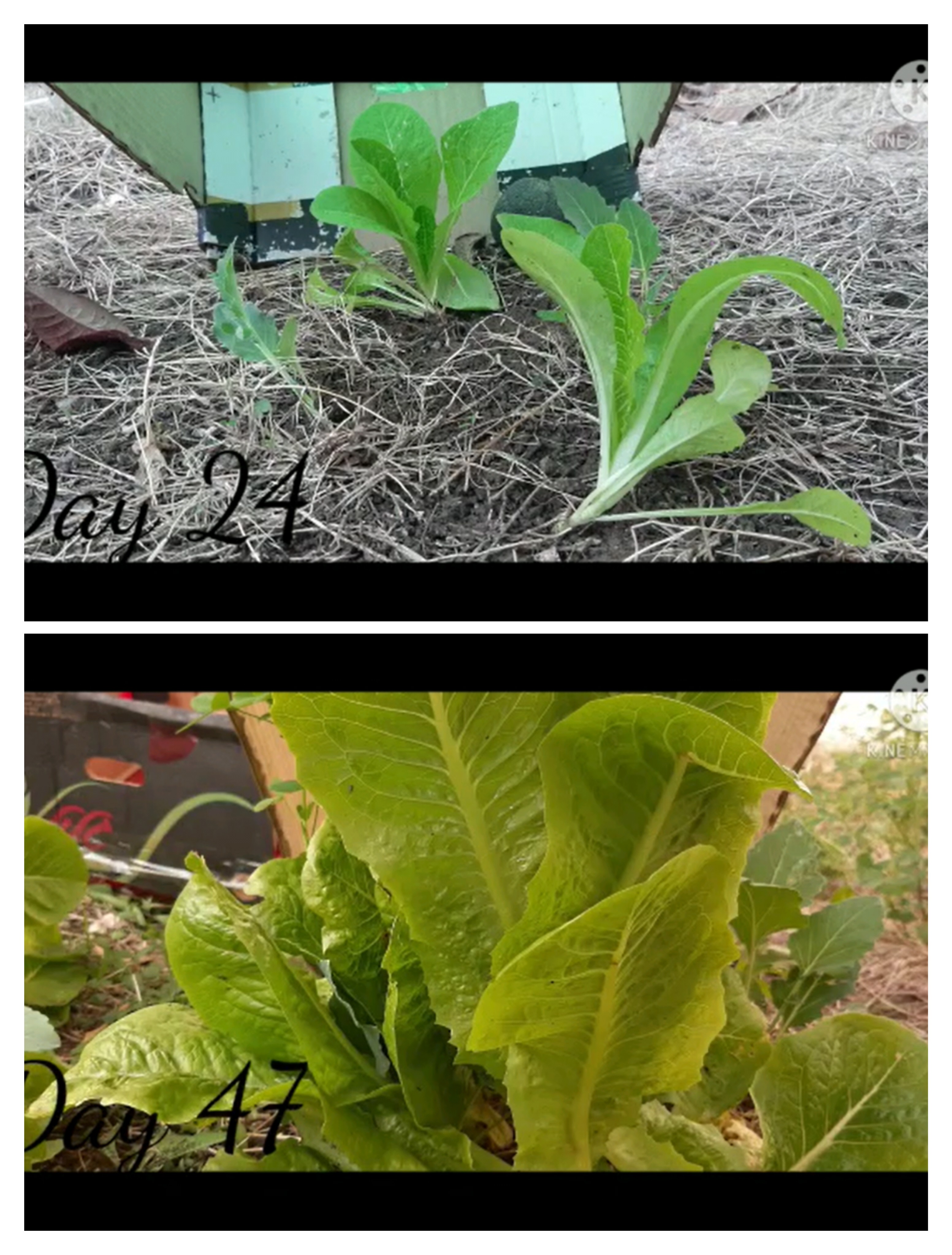 بحث في موضوع العلوم: هل وكيف يُؤثر لون الضوء على نمو نبتة الخس؟ by Maria Anomokh - Illustrated by Maria Abomokh - Ourboox.com