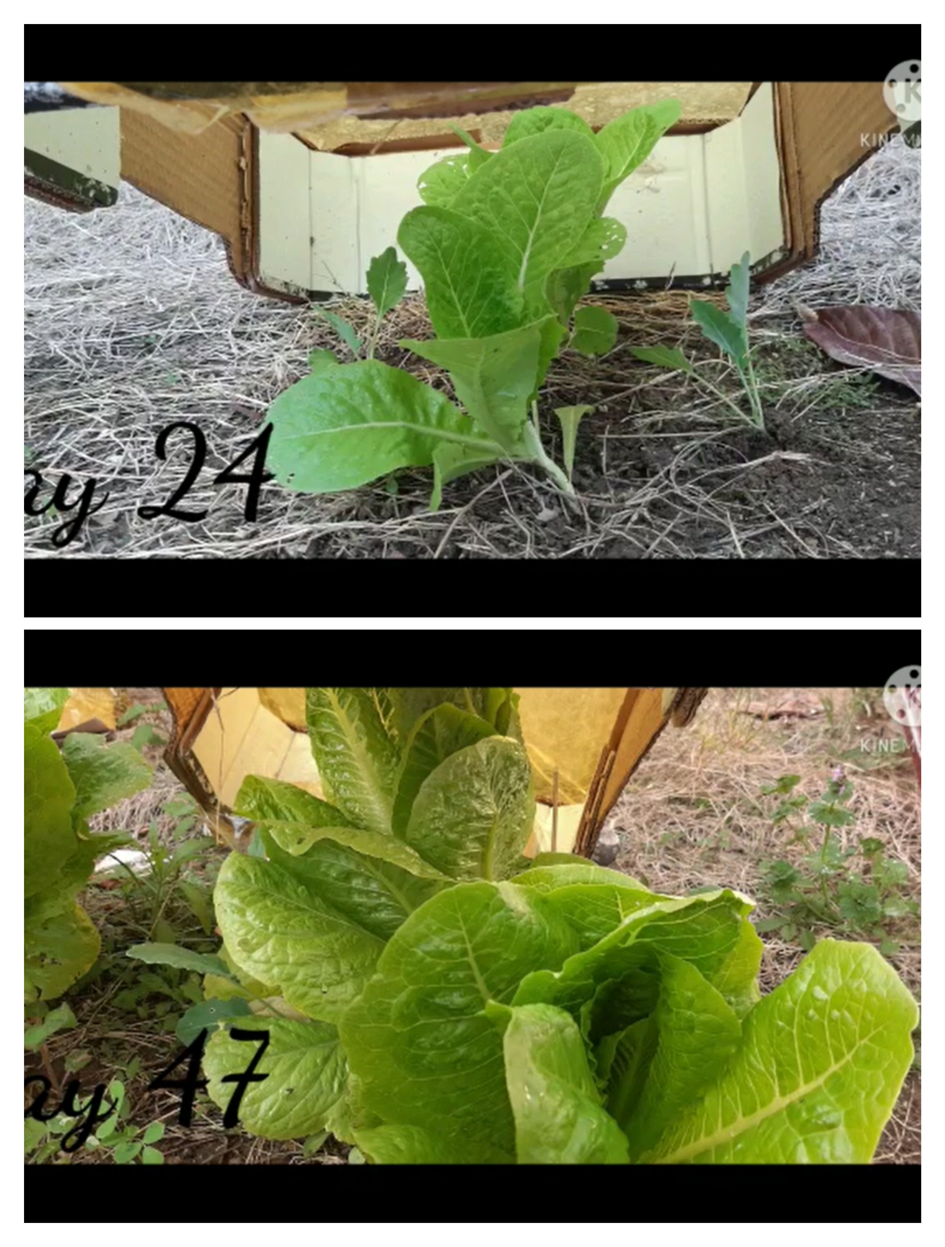 بحث في موضوع العلوم: هل وكيف يُؤثر لون الضوء على نمو نبتة الخس؟ by Maria Anomokh - Illustrated by Maria Abomokh - Ourboox.com