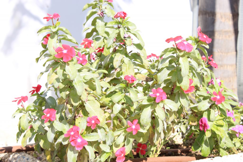 الطبيعة ومخلوقاتها by Yousef shahady - Illustrated by يوسف شحادة - Ourboox.com