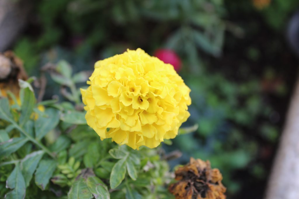 تصويرعن الطبيعة by solemanalaamasarwa - Illustrated by سليمان مصاروة - Ourboox.com