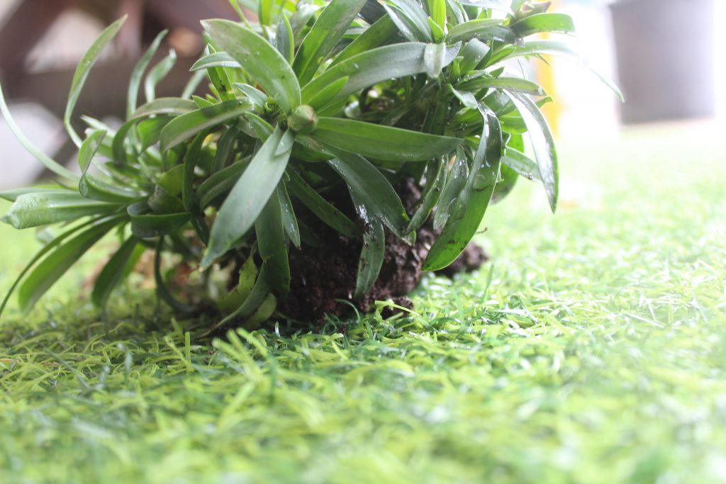 تصويرعن الطبيعة by solemanalaamasarwa - Illustrated by سليمان مصاروة - Ourboox.com