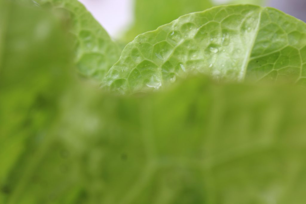 تصويرعن الطبيعة by solemanalaamasarwa - Illustrated by سليمان مصاروة - Ourboox.com