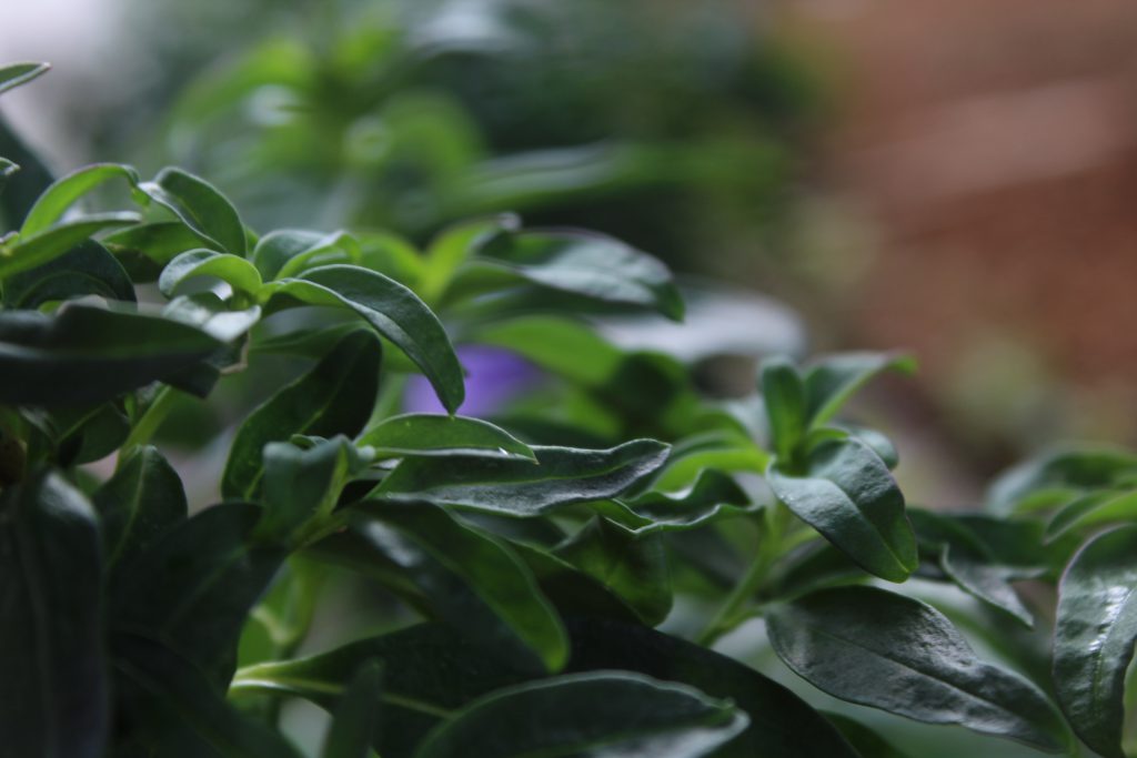 تصويرعن الطبيعة by solemanalaamasarwa - Illustrated by سليمان مصاروة - Ourboox.com