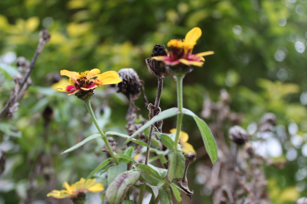 تصويرعن الطبيعة by solemanalaamasarwa - Illustrated by سليمان مصاروة - Ourboox.com