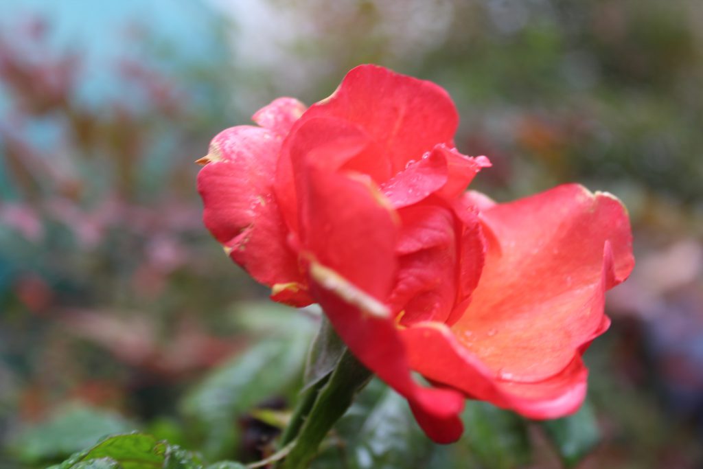 تصويرعن الطبيعة by solemanalaamasarwa - Illustrated by سليمان مصاروة - Ourboox.com