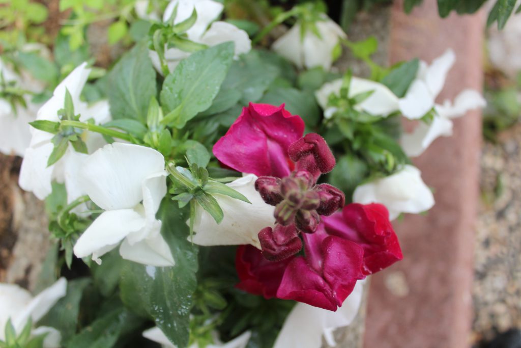 تصويرعن الطبيعة by solemanalaamasarwa - Illustrated by سليمان مصاروة - Ourboox.com