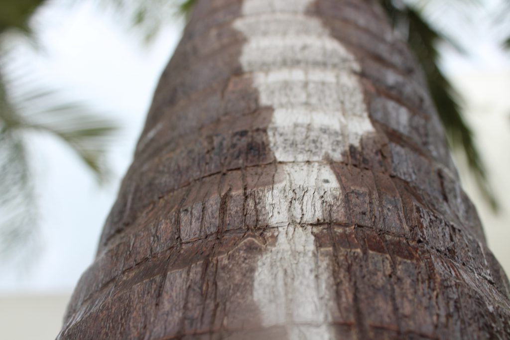 تصويرعن الطبيعة by solemanalaamasarwa - Illustrated by سليمان مصاروة - Ourboox.com