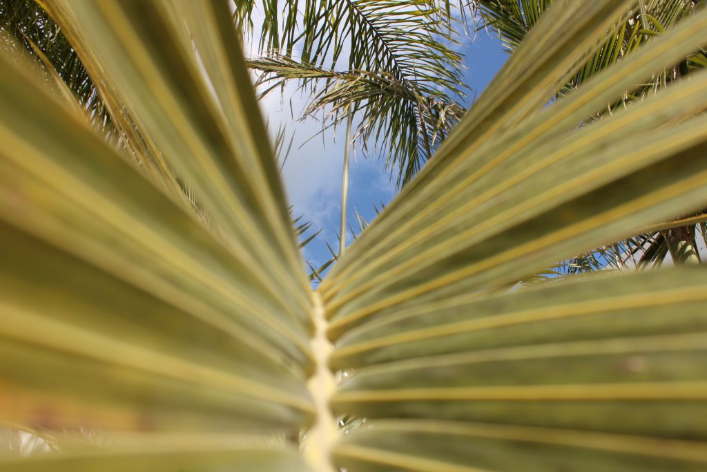 تصويرعن الطبيعة by solemanalaamasarwa - Illustrated by سليمان مصاروة - Ourboox.com