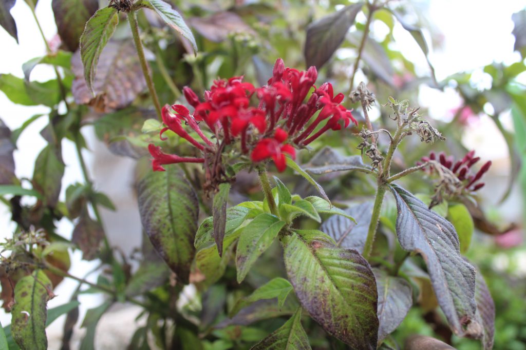 تصويرعن الطبيعة by solemanalaamasarwa - Illustrated by سليمان مصاروة - Ourboox.com