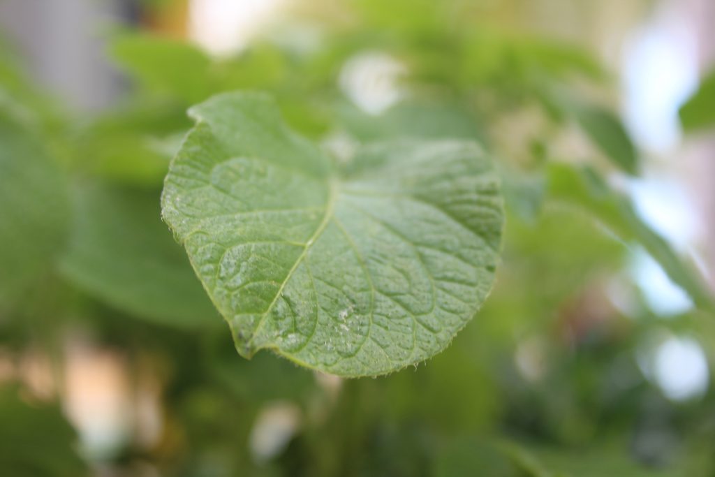 تصويرعن الطبيعة by solemanalaamasarwa - Illustrated by سليمان مصاروة - Ourboox.com