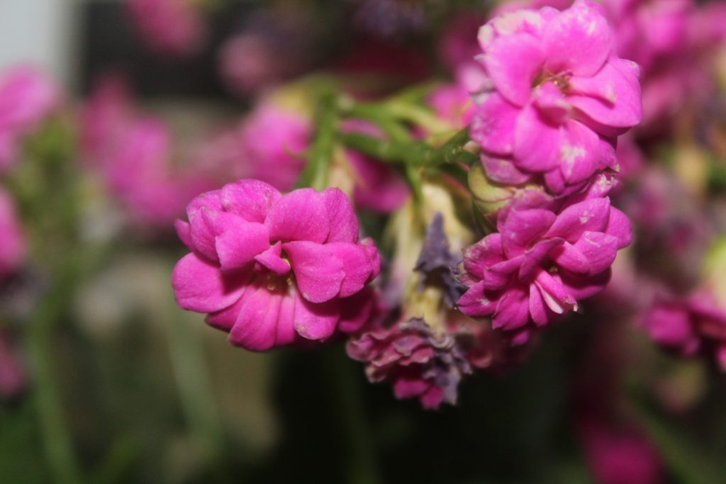 تصويرعن الطبيعة by solemanalaamasarwa - Illustrated by سليمان مصاروة - Ourboox.com