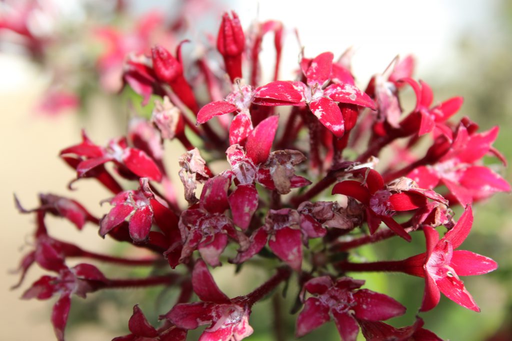 تصويرعن الطبيعة by solemanalaamasarwa - Illustrated by سليمان مصاروة - Ourboox.com