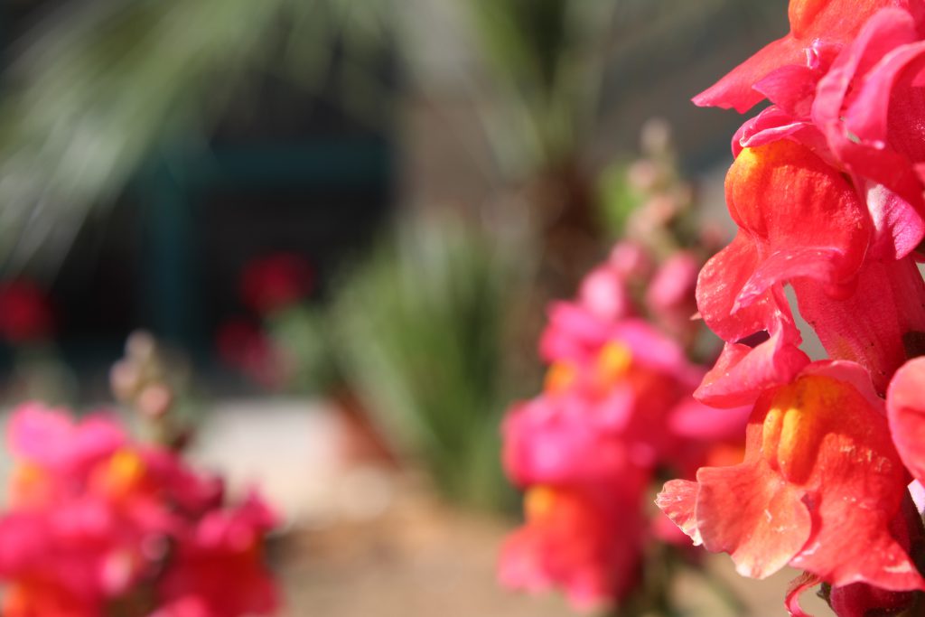 تصويرعن الطبيعة by solemanalaamasarwa - Illustrated by سليمان مصاروة - Ourboox.com