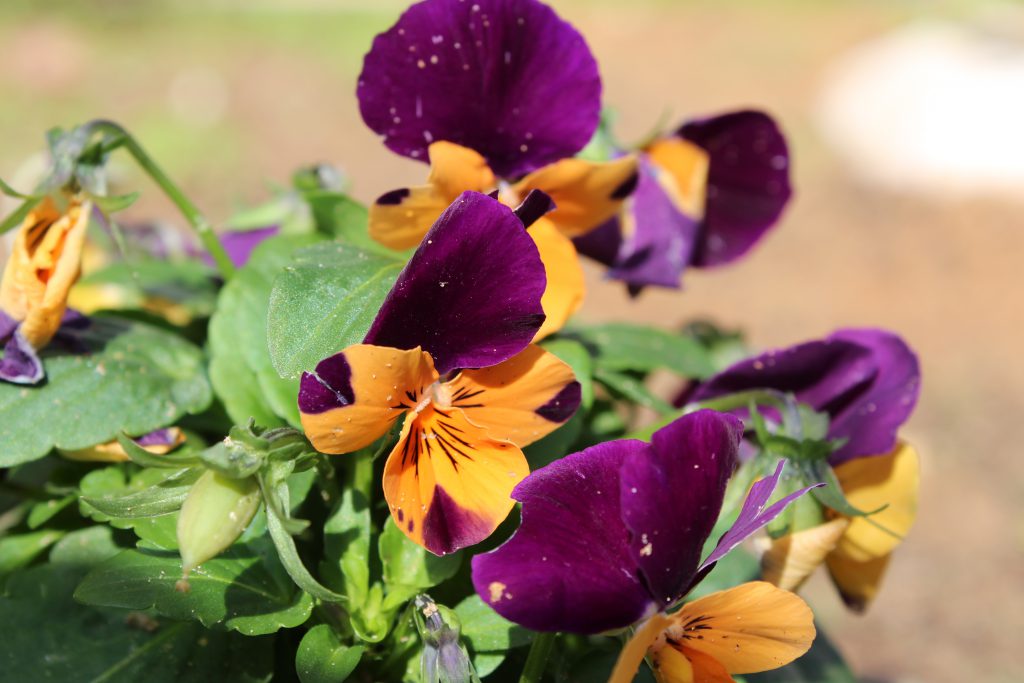 تصويرعن الطبيعة by solemanalaamasarwa - Illustrated by سليمان مصاروة - Ourboox.com