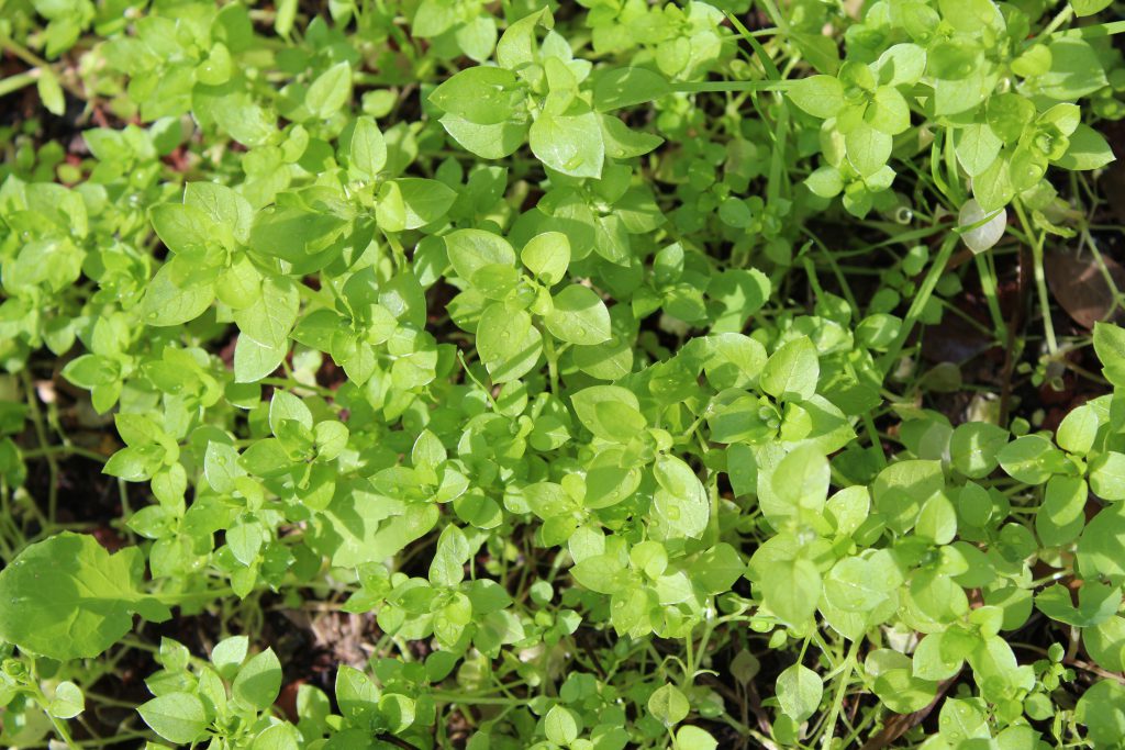 تصويرعن الطبيعة by solemanalaamasarwa - Illustrated by سليمان مصاروة - Ourboox.com