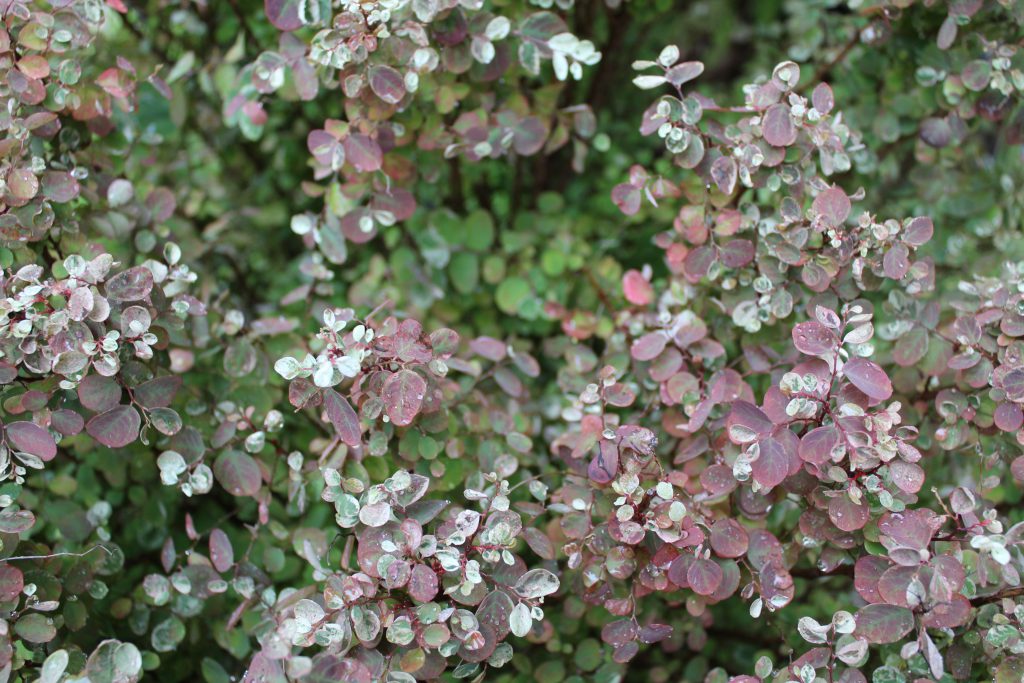 تصويرعن الطبيعة by solemanalaamasarwa - Illustrated by سليمان مصاروة - Ourboox.com