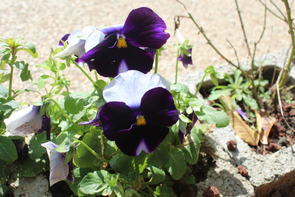 الطبيعة بعيني by imam ndeem zamel - Illustrated by امام زامل - Ourboox.com