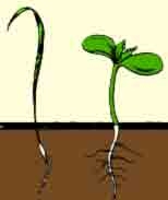 تكاثر الكائنات الحية by noor - Illustrated by  نور - همسة - فادية - المازة - هبة عبد القادر  - Ourboox.com