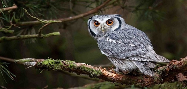 الكائنات الحيّة في البيئات المختلفة by HEBA JABAREEN - Illustrated by المعلمة هبة جبارين  - Ourboox.com