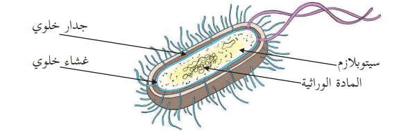 الخلية في الكائنات الحية by saeed abbasi - Illustrated by ايالة طوطح / سعيد العباسي/هبة بيضون  - Ourboox.com