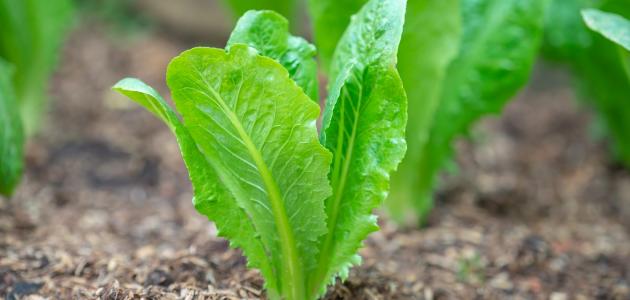 بحث في موضوع العلوم: هل وكيف يُؤثر لون الضوء على نمو نبتة الخس؟ by Maria Anomokh - Illustrated by Maria Abomokh - Ourboox.com