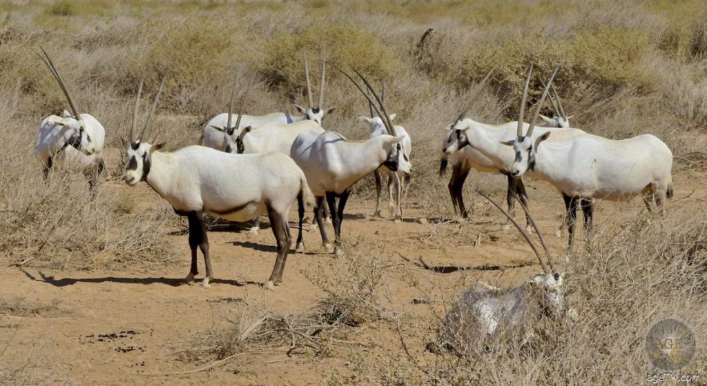 Природни зони by Preslav Peychev - Ourboox.com