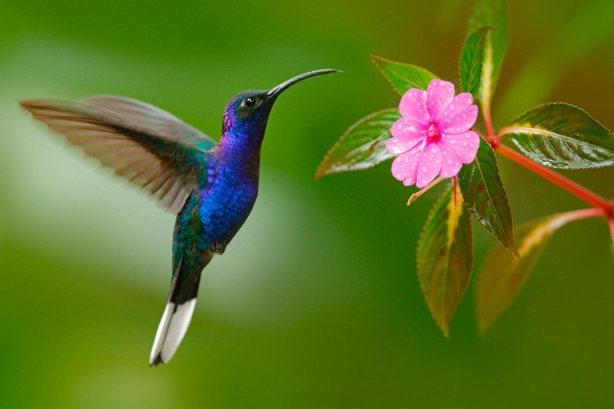 Природни зони by Preslav Peychev - Ourboox.com