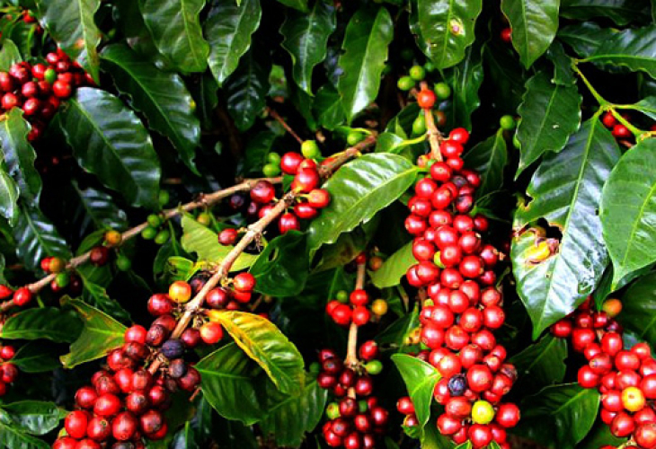 Природни зони by Preslav Peychev - Ourboox.com