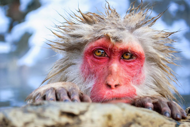 Природни зони by Preslav Peychev - Ourboox.com