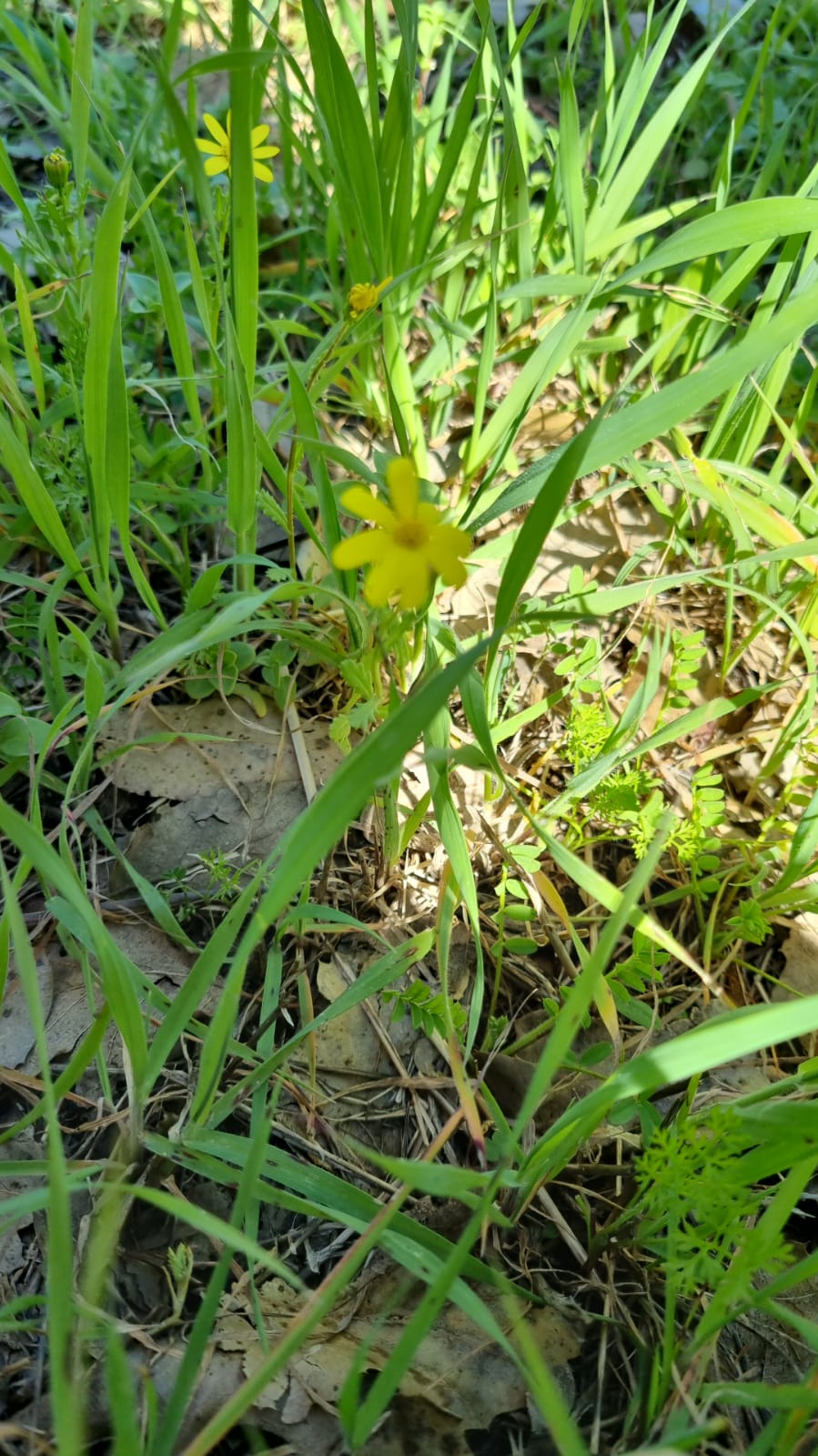 ילדי גן כלנית תיעוד בטבע by liron yogev - Ourboox.com