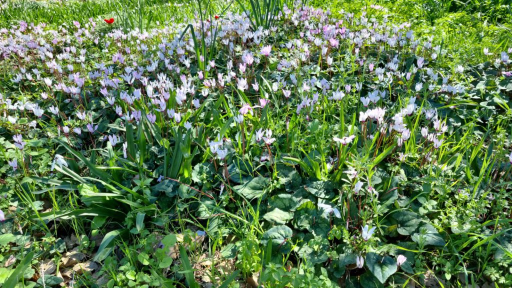 ילדי גן כלנית תיעוד בטבע by liron yogev - Ourboox.com