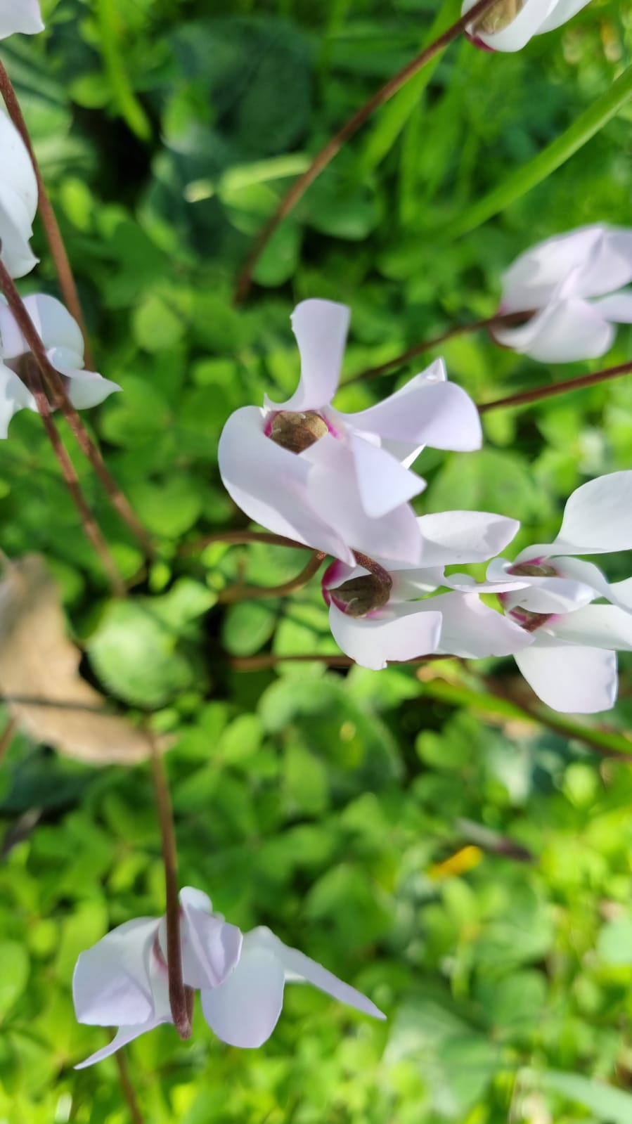 ילדי גן כלנית תיעוד בטבע by liron yogev - Ourboox.com