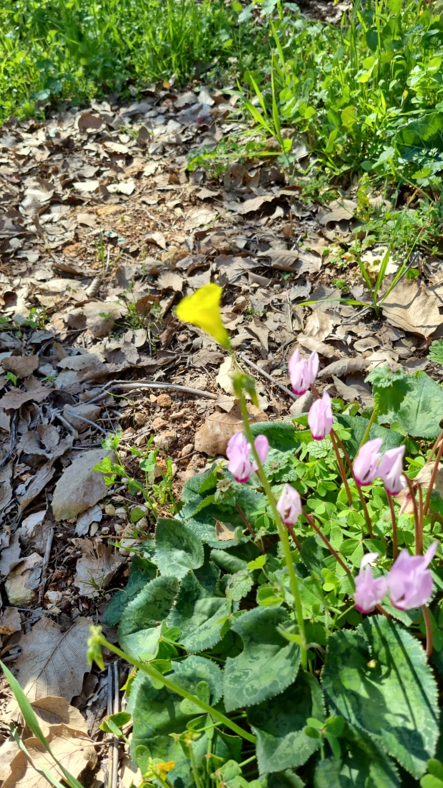 ילדי גן כלנית תיעוד בטבע by liron yogev - Ourboox.com