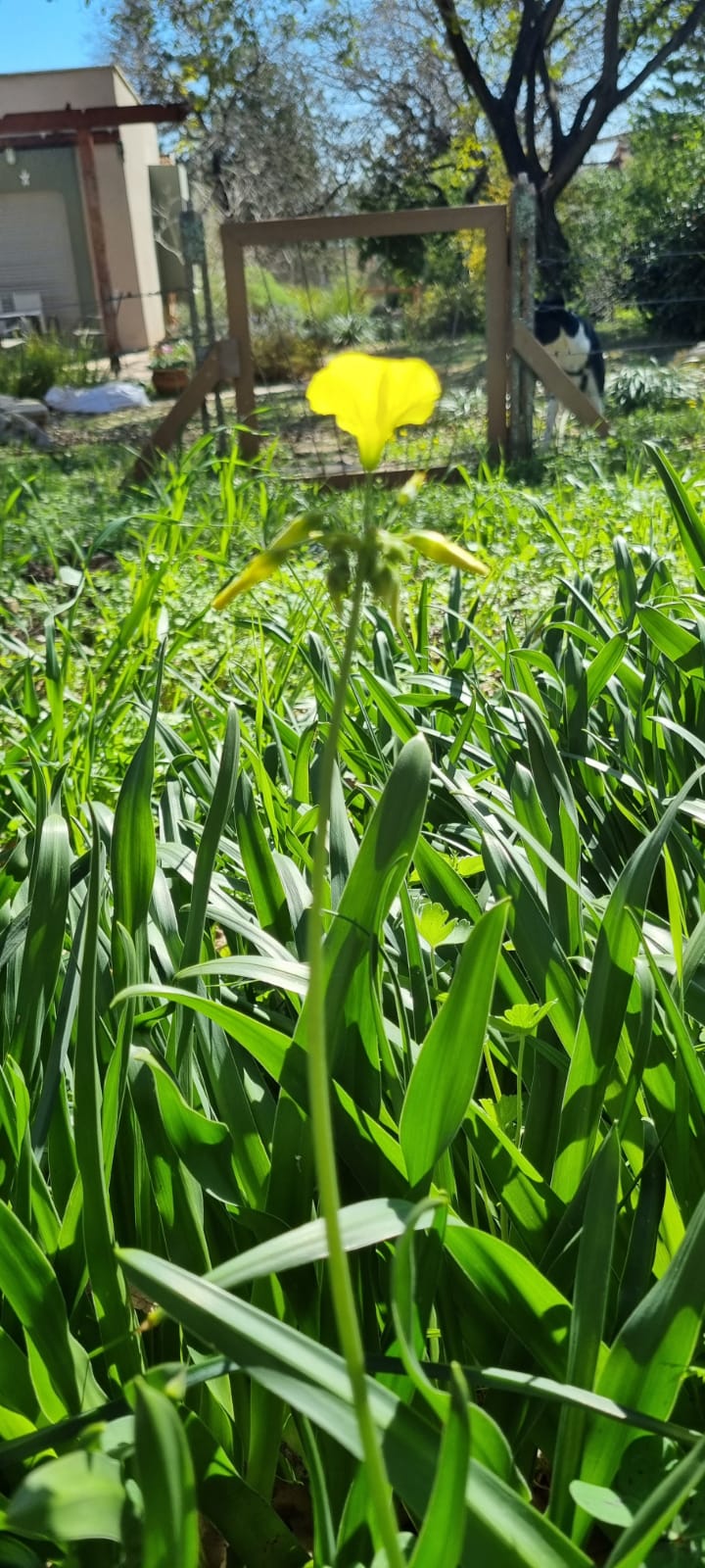 ילדי גן כלנית תיעוד בטבע by liron yogev - Ourboox.com