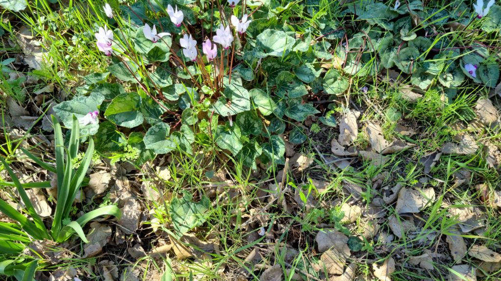 ילדי גן כלנית תיעוד בטבע by liron yogev - Ourboox.com