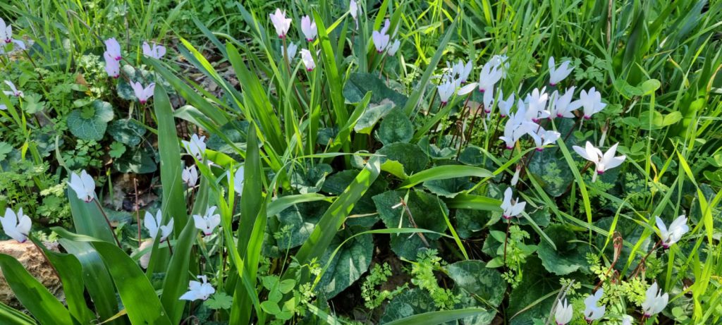 ילדי גן כלנית תיעוד בטבע by liron yogev - Ourboox.com