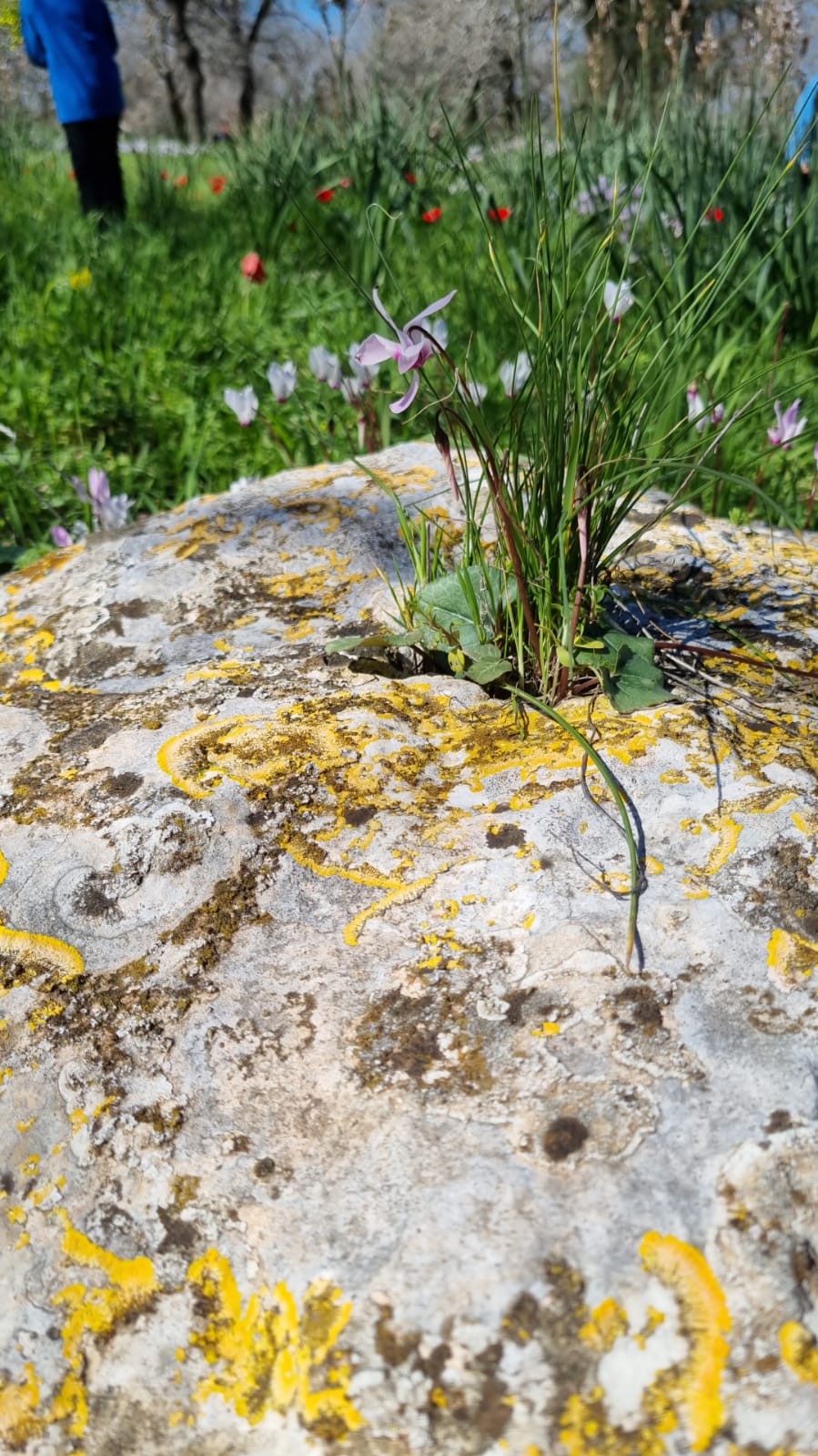 ילדי גן כלנית תיעוד בטבע by liron yogev - Ourboox.com