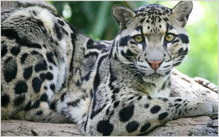 Природни зони by Preslav Peychev - Ourboox.com