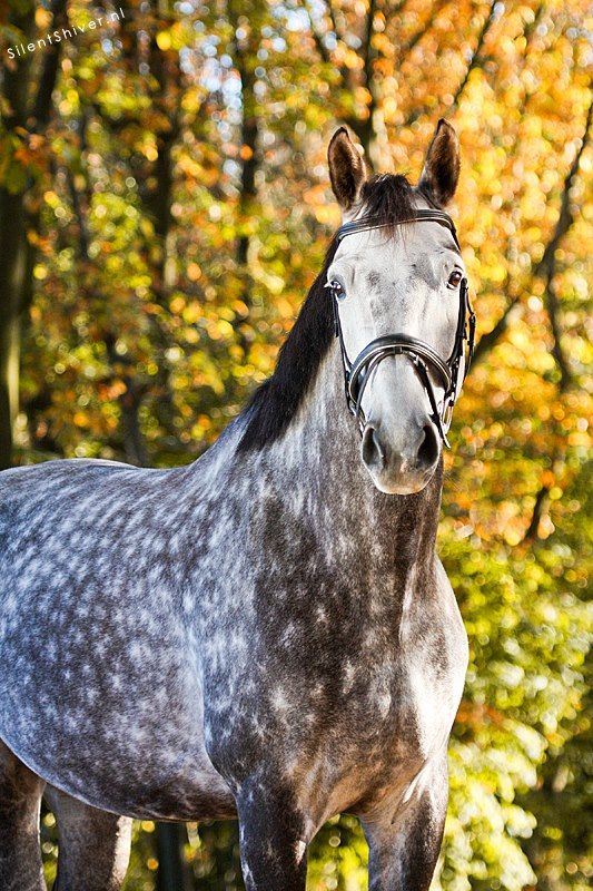 cavallo hannover grigio pomellato