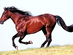 ПОД ИГОТО, глава 8, У чорбаджи Юрдана. Картинен речник на непознатите думи. by Alexander Cvetkov - Ourboox.com