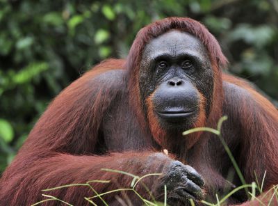 Природни зони by Preslav Peychev - Ourboox.com